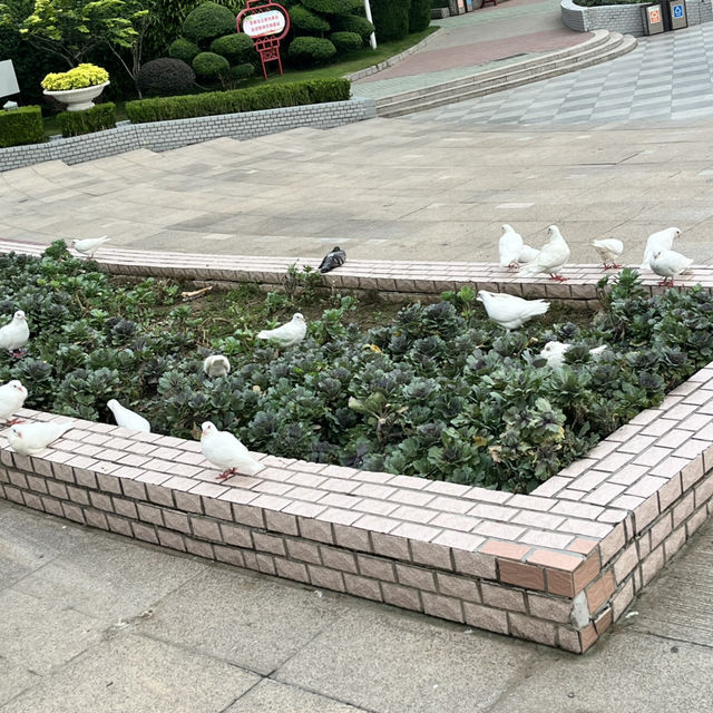 🌿 Zijing Mountain Park — Zhengzhou’s Peaceful Parkland with a Feathered Twist