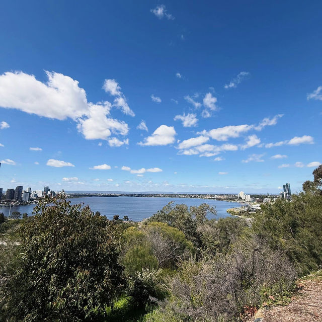 A Floral Symphony at Kings Park and Botanic Garden