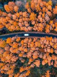 🍂 Guangwu Mountain – The Autumn Paradise of Sichuan 🍂