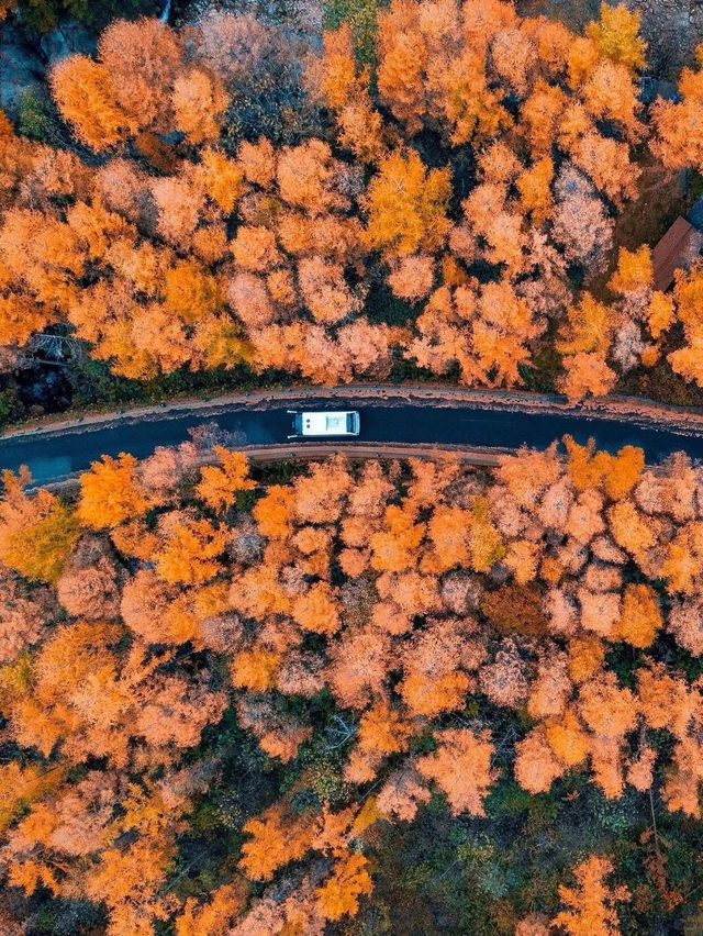 🍂 Guangwu Mountain – The Autumn Paradise of Sichuan 🍂
