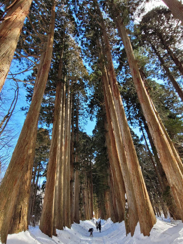Togakushi Shrine at Nagano 🌲⛩️🏔️