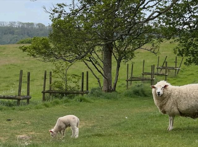 Wander Through the Echoes of Appuldurcombe House