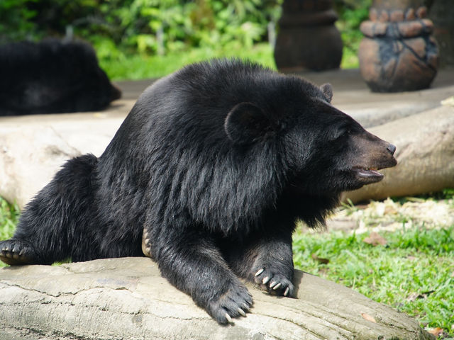 動物王國探索日 — 峇里島野生動物園🦁  