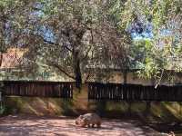 Must-visit places in Caversham Wildlife Park