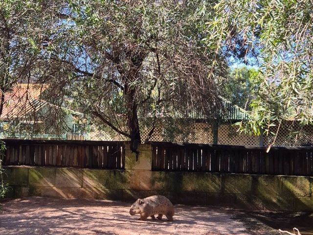 Must-visit places in Caversham Wildlife Park