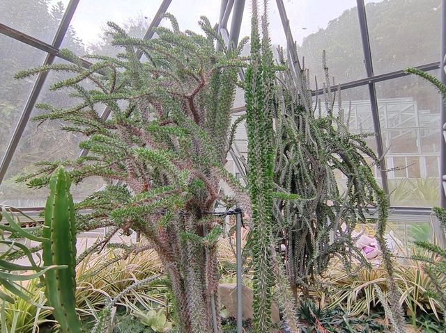 深圳仙湖植物園🌵多肉控必朝聖!沙漠奇境打卡超治癒 深圳仙湖植物園🌵多肉控必朝聖!沙漠奇境打卡超治癒
