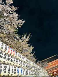 Tokyo Sakura Blossom Season