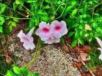 🌺 Marie Selby Botanical Gardens – A Tropical Oasis by the Bay