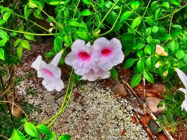 🌺 Marie Selby Botanical Gardens – A Tropical Oasis by the Bay 🌺 Marie Selby Botanical Gardens – A Tropical Oasis by the Bay
