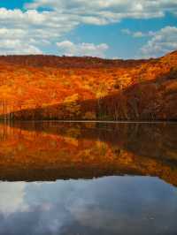 旅行前に見て】観光攻略付‼️早朝の森で 出会う息をのむ「鏡紅葉」の燃えるような絶景🍁✨