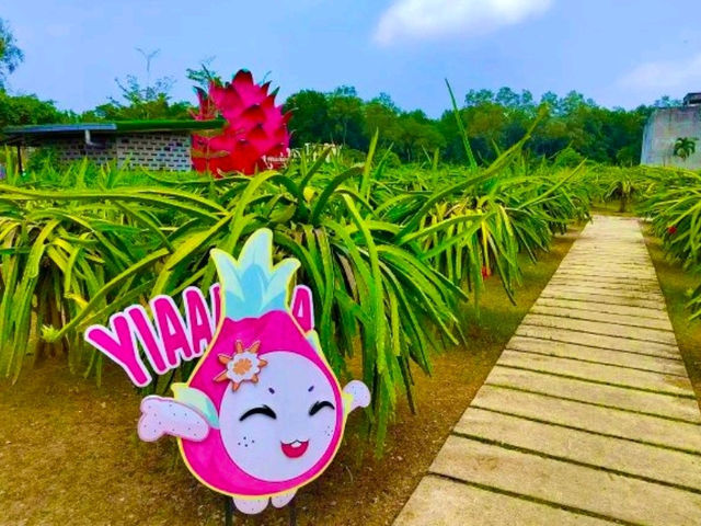 Sepang Itinerary | Dragon Fruit Farm & Beach Sunset Escape