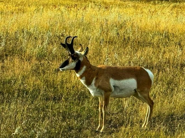 🏞️ Custer State Park – The Wild Heart of South Dakota 🏞️ Custer State Park – The Wild Heart of South Dakota
