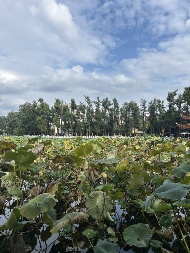Green Lake Serenity🌳