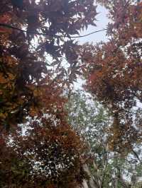 太平山蹦蹦車與古道探秘