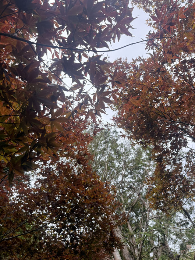 太平山蹦蹦車與古道探秘 太平山蹦蹦車與古道探秘