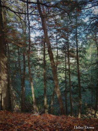 온타리오의 가을을 이야기할 때, 휘트비 헤버 다운 보호구역은 놓칠 수 없는 비밀스러운 장소입니다! 현지인이든 여행객이든 가을에 이 트레일을 걷는 것은 마치 황금빛 동화 속 숲으로 걸어 들어가는 듯한 느낌을 줍니다. 따뜻한 커피 한 잔을 들고 산들바람에 실려오는 낙엽을 밟으며, 한 걸음 한 걸음 내딛는 순간 마음 깊은 곳까지 치유되는 기분을 느낄 수 있습니다. ~ 🍁🌞 캐나다의 가을, 꼭 맛보세요!

📍헤버 다운 보호구역 하이라이트
헤버 다운 보호구역은 휘트비에 위치해 있어 자가 운전이나 GO 트레인 이용 후 택시로 환승하기 편리합니다. 황금빛 단풍으로 뒤덮인 이곳은 화창한 날뿐만 아니라 흐리고 가랑비가 내리는 날에도 또 다른 아름다움을 선사합니다. 구불구불한 길에는 키 큰 숲이 늘어서 있고, 가끔씩 작은 시냇물이 흐르기도 하며, 공기는 ​​정말 상쾌합니다. 혼자 산책하기에도 좋고 친구들과 사진을 찍기에도 좋습니다. 어떤 스타일이든 가을 단풍은 정말 아름답습니다!

🏞️ 추천 명소
1. 골든 그로브 워크
헤버 다운으로 걸어 들어가면서 가장 놀라운 것은 노란 나뭇잎으로 뒤덮인 길입니다. 나뭇잎 사이로 햇살이 쏟아져 내리는데, 따뜻하고 환상적인 느낌을 선사합니다. 길을 따라 울창한 나무줄기와 여러 겹의 잎을 가진 다양한 수종들이 있으며, 가을에는 빨강, 주황, 노랑의 그라데이션이 절묘하게 어우러져 아름다운 풍경을 선사합니다.

2. 개울 피크닉 구역
길 한구석에는 작은 개울이 흐르고 있어, 개울가에 앉아 따뜻한 커피 한 잔을 마시며 피크닉을 즐길 수 있습니다. 마치 힐링하는 듯한 행복의 순간을 선사합니다! 가을에는 물이 비교적 맑고 낙엽이 자연 액자처럼 아름답게 빛납니다.

3. 숲 속 깊은 곳의 체크포인트
숲 속 깊이 들어가면 인물 사진이나 자연 풍경을 찍을 수 있는 조용하고 탁 트인 사진 명소들이 있습니다. 마치 "황금빛 카펫"처럼 포근한 느낌이 가득하고, 필터 없이 찍은 사진도 아름답습니다.

4. 전망대 및 휴게소
산책 외에도 길을 따라 간이 전망대가 있어, 친구를 기다리거나 휴식을 취하며 가을의 평화와 고요함을 만끽할 수 있습니다.

📝팁 + 인사이트
- 오전 7시 30분 공원 개장 시간쯤 도착하는 것을 추천합니다. 인적이 드물고 풍경이 한적하며, 아침 안개와 아침 햇살이 아름답습니다.
- 편안한 신발을 꼭 챙기세요. 일부 구간은 진흙길이며, 특히 비가 온 후에는 낙엽이 미끄러울 수 있습니다.
- 따뜻한 커피는 필수! 걸을 때 따뜻해서 가을의 정취를 만끽할 수 있었습니다.
- 오후 8시까지 운영하지만, 가을에는 해가 일찍 지기 때문에 너무 어두워지지 않도록 오후 전에 출발하는 것이 좋습니다.
- 가을에는 날씨가 시원하지만, 흐린 비를 만날 때는 비옷을 꼭 챙기세요. 화창한 날 일광욕은 아름다운 색감을 선사하고, 흐린 날은 더욱 차분한 분위기를 연출합니다.

🍔 추천 음식
근처에 정식 레스토랑은 없지만, 간단한 피크닉을 준비하는 것이 가장 좋습니다. 예를 들어 샌드위치, 샐러드 박스, 즉석에서 따뜻한 커피를 만들어 먹는 것도 좋습니다. 가는 길에 작은 마을에 팀 호튼스가 있어서 아침 식사를 하러 돌아가거나 커피를 사기도 편리합니다.

🚗교통 안내
히버 다운 자연보호구역 주소: 5000 Cochrane St, Whitby, ON L1P 2A3
영업시간: 연중무휴 07:30-20:00
직접 운전하는 것을 권장하며, 공원 내 무료 주차가 가능합니다. GO Transit을 타고 Whitby 역까지 이동한 후 택시를 부르는 방법도 있는데, 약 10분이 소요됩니다.

슬로 라이프와 치유의 가을 분위기를 좋아한다면, 숲의 피톤치드를 흡수하고 일상의 스트레스를 날려버릴 수 있는 최고의 선택입니다. 가을에는 친구들과 함께 산책을 즐길 수 있습니다. 사진을 찍고 황금빛 가을 분위기를 함께 나누는 것도 잊지 마세요!

#휘트비 #가을캐나다 #헤버다운 #힐링트레일 #가을여행