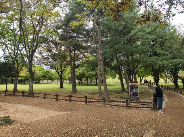 가을여행하기에 너무 좋은 경주 대릉원 가을여행하기에 너무 좋은 경주 대릉원