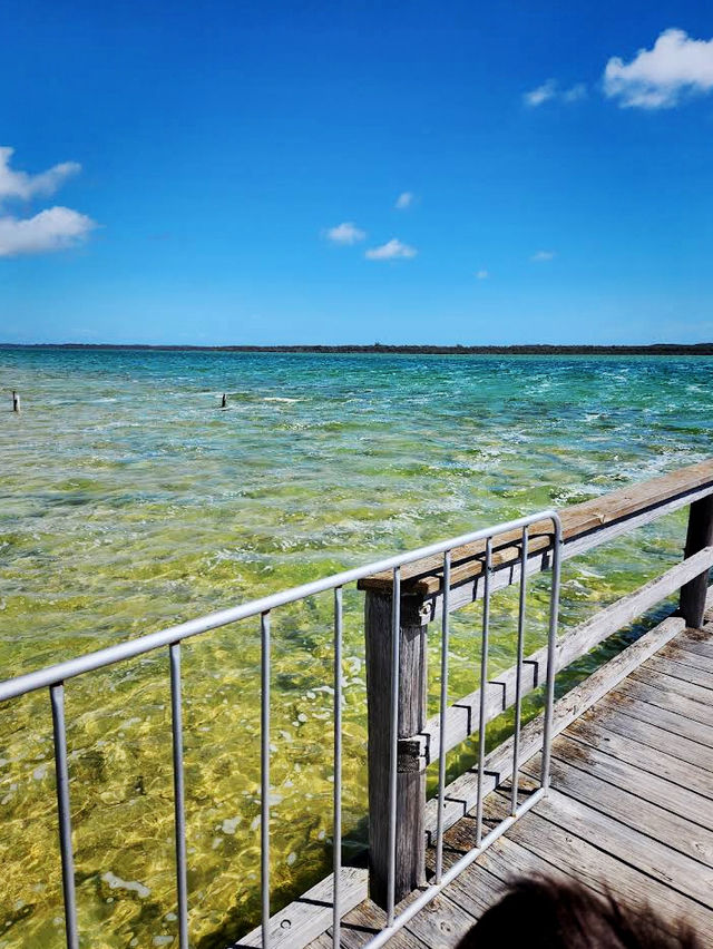 Lake Clifton Thrombolites: Earth's Ancient Life Forms