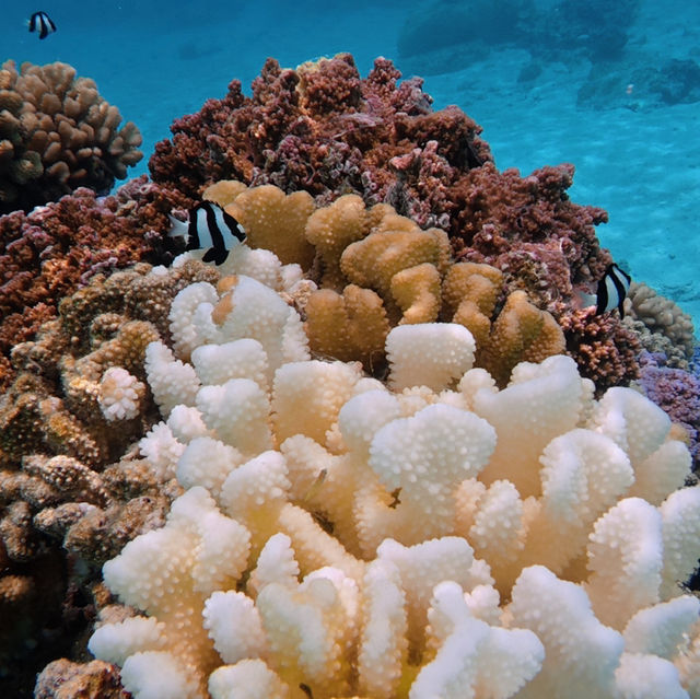 환상의 지상낙원 보라보라섬👍