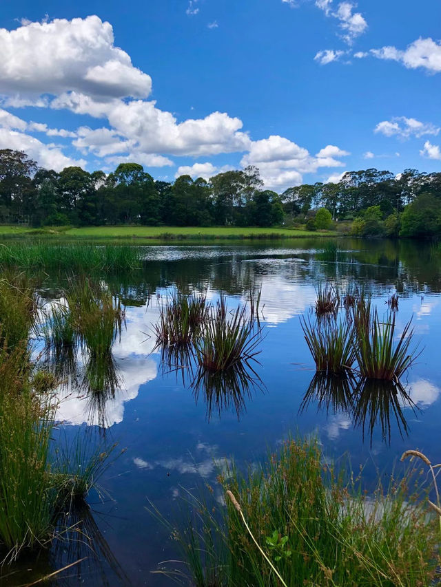 🌿悉尼北區秘境一日遊|離城市最近的「世界公園」 🌿悉尼北區秘境一日遊|離城市最近的「世界公園」