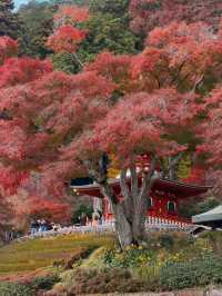 หลงเสน่ห์ใบไม้แดงญี่ปุ่น สีสันสุดประทับใจ🍁🥰
