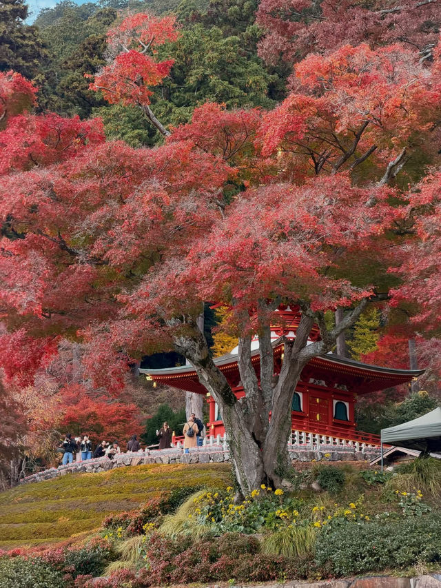 หลงเสน่ห์ใบไม้แดงญี่ปุ่น สีสันสุดประทับใจ🍁🥰 หลงเสน่ห์ใบไม้แดงญี่ปุ่น สีสันสุดประทับใจ🍁🥰