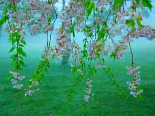 2026 Recommended Cherry blossom viewing in Karuizawa (Updated May