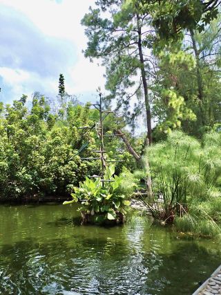 A Green Jungle Moment at La Laguna