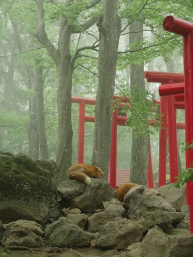 Exploring Miyagi Zao Fox Village: Chilling in the Mist 。