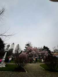🌸🇹🇷ISTANBUL’S MAGNOLIA SECRET? SAVE THIS PLACE FOR SPRING