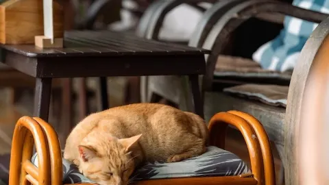 🌿🐾 Mori Natural Farm, a cafe in the middle of nature, Mae Rim, Chiang Mai. — traveler post in Chiang Mai