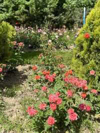 Spring Stroll Through Rudaki Park, Dushanbe