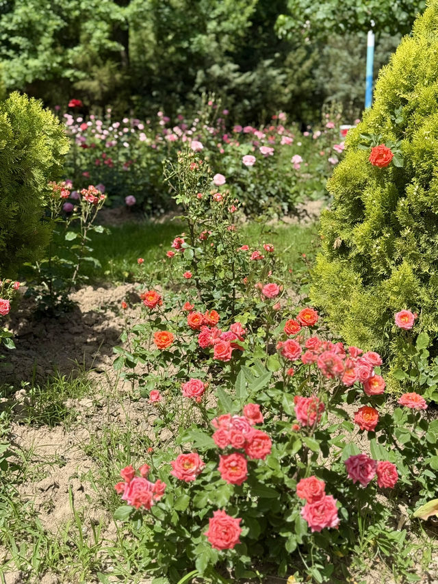 Spring Stroll Through Rudaki Park, Dushanbe
