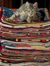 Istanbul Cats Rule the City: 5 Furry Facts You’ll Love 😻