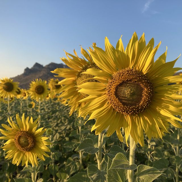 Sunflower field in Lopburi Thailand…