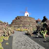 Jardin de Cactus 🇮🇨