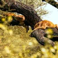 three days safari ngorongoro crater 