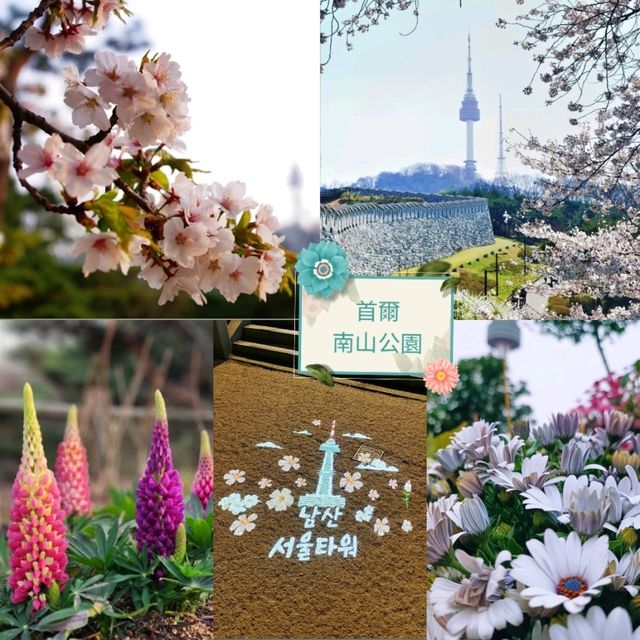 《首爾南山公園》🌸隨便一條登山步道都是賞櫻的絕佳地點🌸
