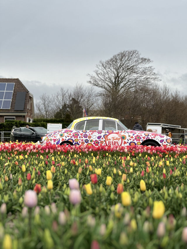 More Closer Experience with Tulips & Daffodil