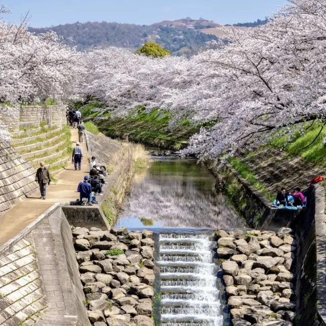 🌸Japan’s Cherry Blossom Destinations🌸