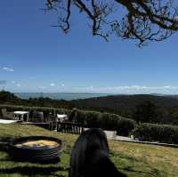 Waiheke island winery tour