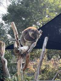 Beyond the Skyline: A Melbourne Escape Like No Other" 