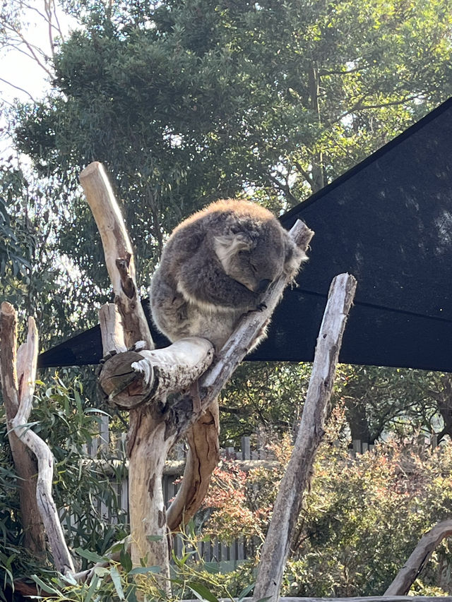 Beyond the Skyline: A Melbourne Escape Like No Other" 