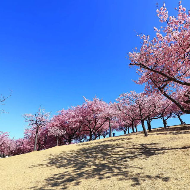 This is a Sakura spring 