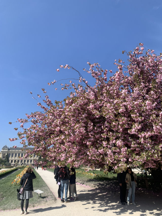 巴黎春天必須體驗百花齊放Jardin des Plantes