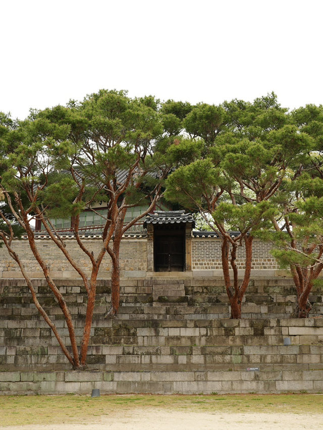 【昌徳宮】韓国ドラマの舞台！ソウルの世界遺産へ