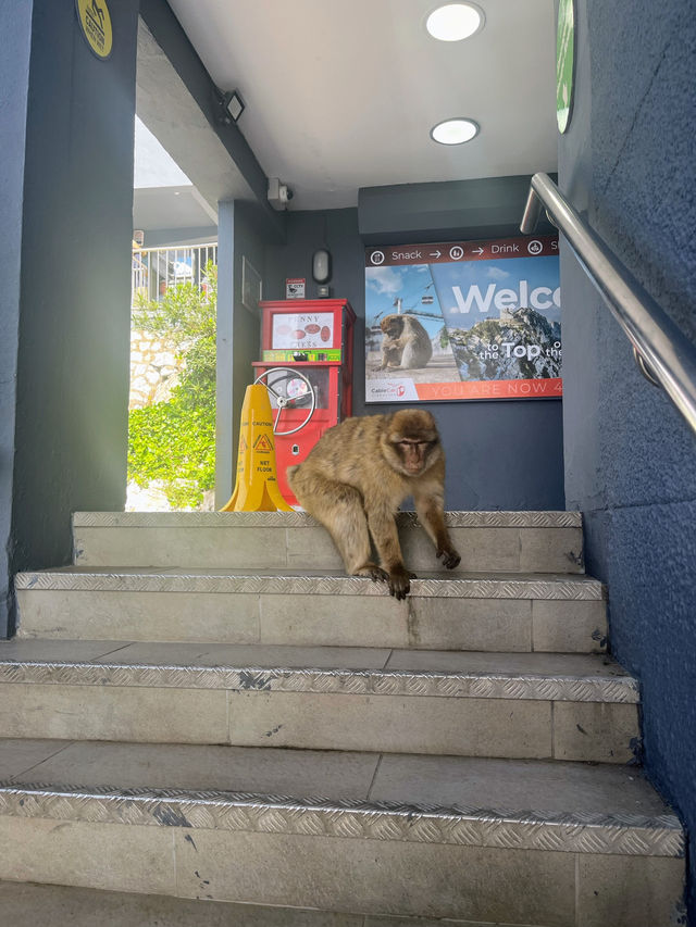 Monkeying around on Gibraltar🇬🇮 