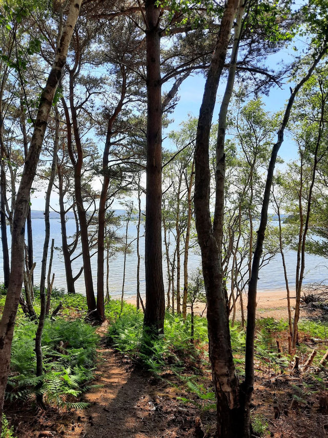 Take a trip by the sea! Visit Brownsea Island 🌼