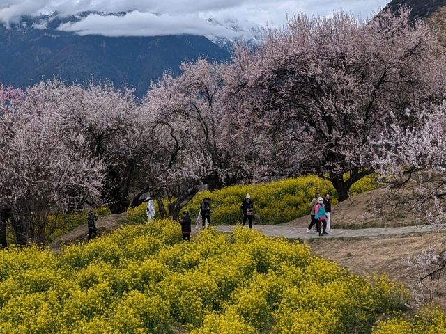 #西藏深度旅遊