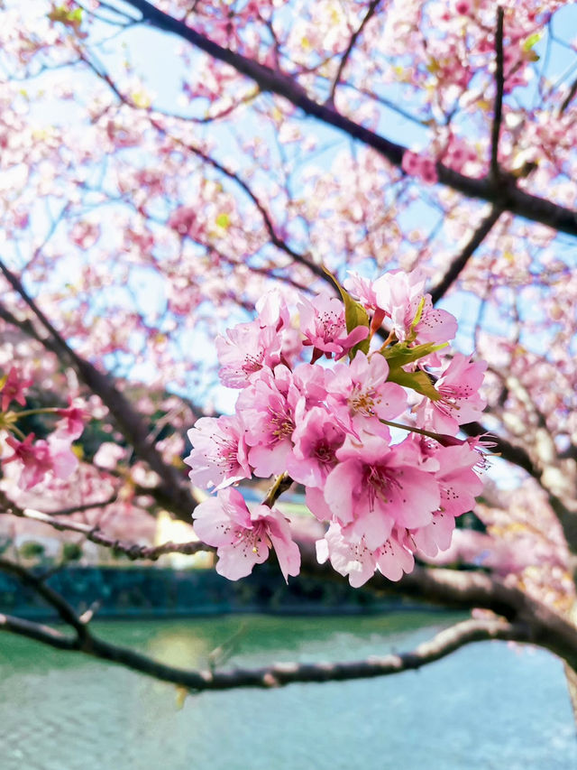 KAWAZU ZAKURA: JAPAN’S EARLIEST CHERRY BLOSSOM CELEBRATION 🌸🌸✨